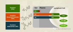 替诺福韦艾拉酚胺(TAF)III期研究结果揭示：96周无耐药，病毒抑制强