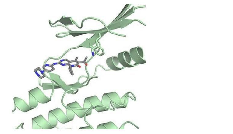 Science：揭示乳腺癌药物帕博西尼的新型作用机制